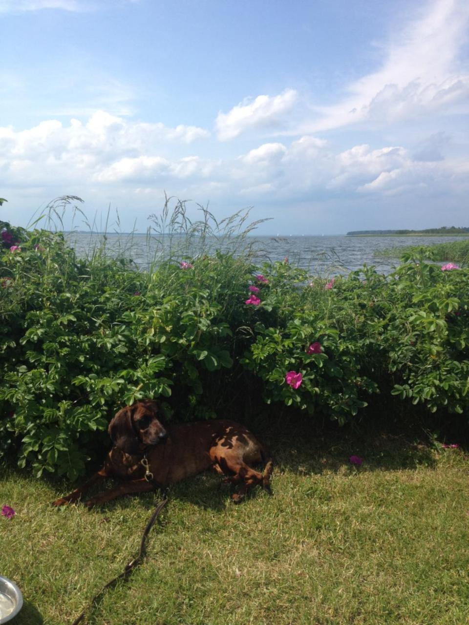 Urlaubsglueck Familien- & Hunde-Paradies Rankwitz Экстерьер фото